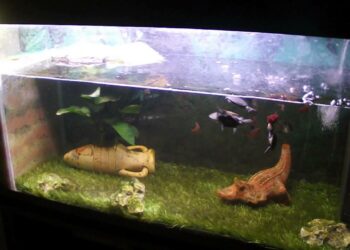 Quel aquarium pour 2 tortue d'eau ?