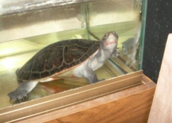 Quel aquarium pour 2 tortue d'eau ?