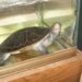 Quel aquarium pour 2 tortue d'eau ?
