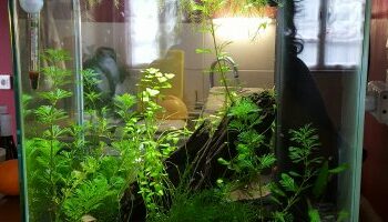 Quel aquarium pour 3 guppy ?