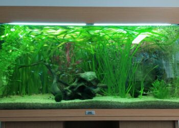 Quel aquarium pour 5 poissons ?