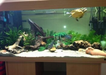 Quel aquarium pour une petite tortue ?