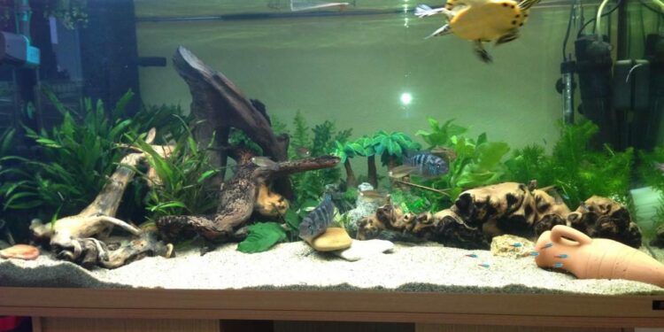 Quel aquarium pour une petite tortue ?