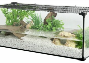 Quel aquarium pour une tortue de Floride ?