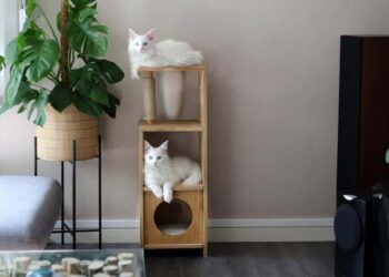 Quel arbre à chat pour un ragdoll ?