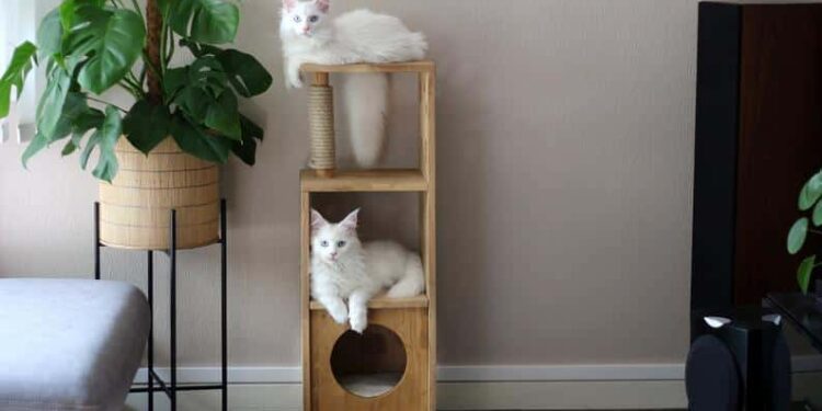 Quel arbre à chat pour un ragdoll ?