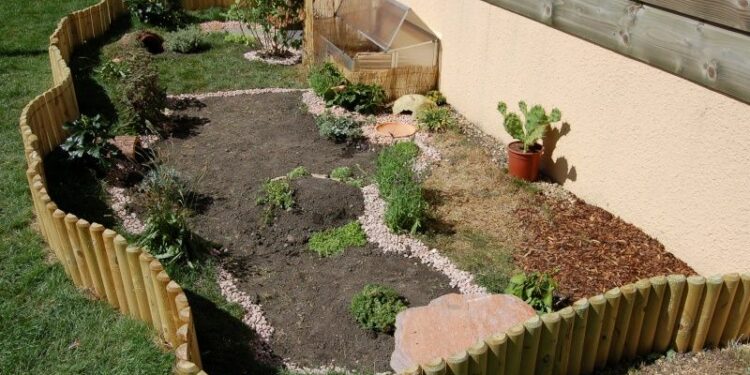 Quel arbuste dans un enclos à tortue ?