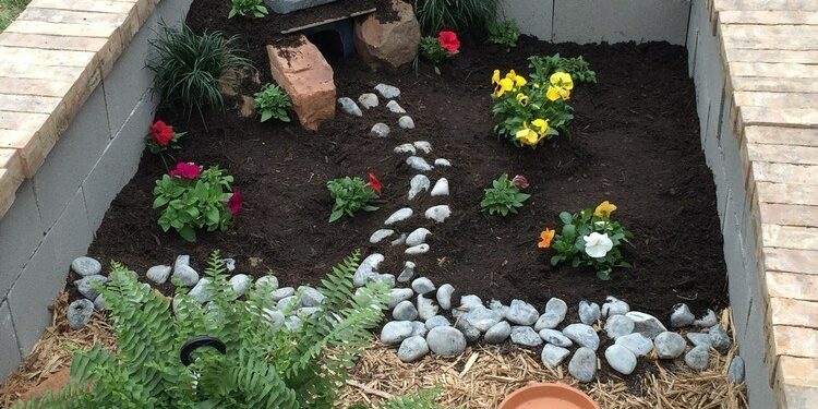 Quel arbuste dans un enclos à tortue ?