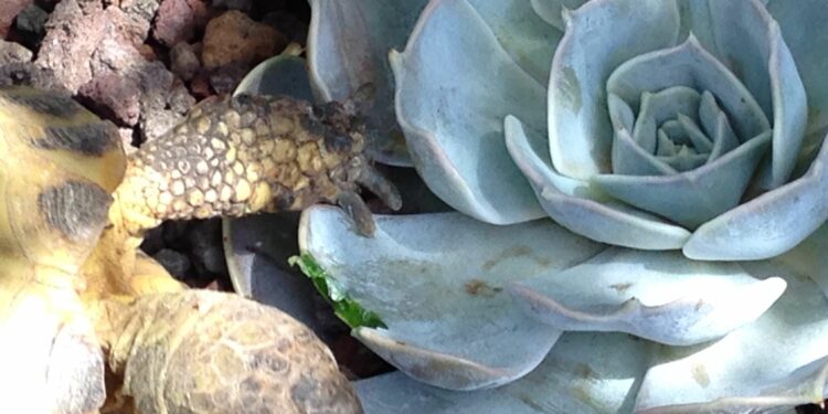 Quel arbuste pour tortue ?