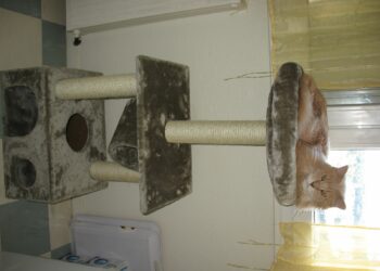 Quel bac à litière pour Maine Coon ?