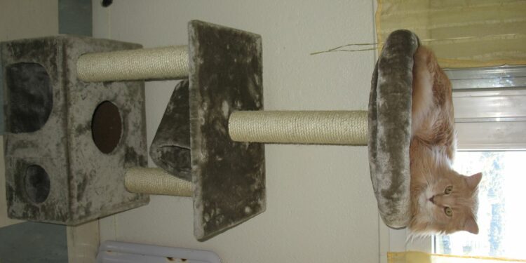 Quel bac à litière pour Maine Coon ?