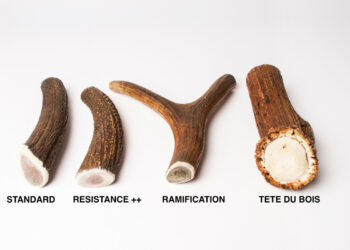 Quel bâton pour chien ?