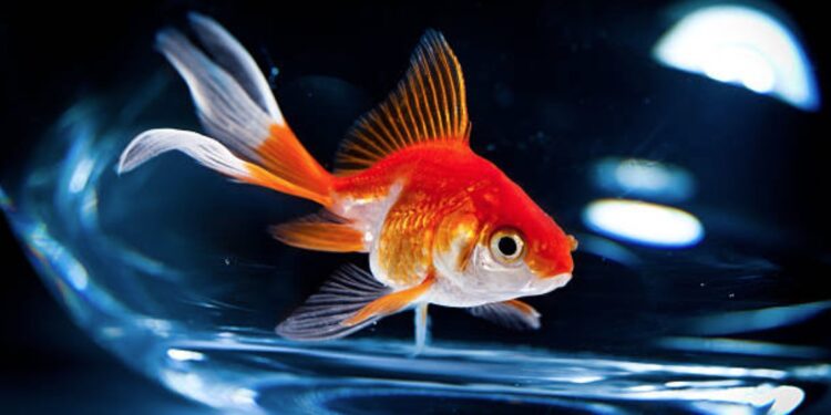 Quel bocal pour un poisson rouge ?