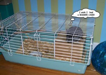 Quel bois peut ronger un chinchilla ?