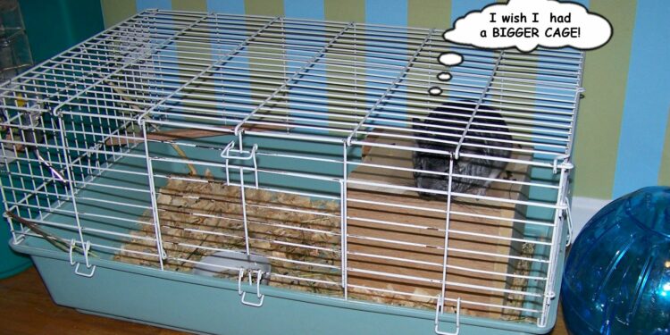 Quel bois peut ronger un chinchilla ?