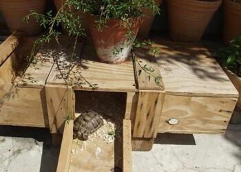 Quel bois pour enclos tortue ?