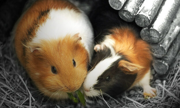 Quel bruit fait le cochon d'Inde quand il est content ?