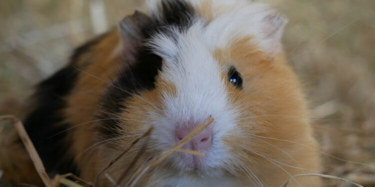 Quel bruit fait le cochon d'Inde quand il est content ?