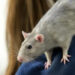 Quel bruit fait un rat ?
