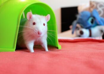 Quel bruit fait un rat ?