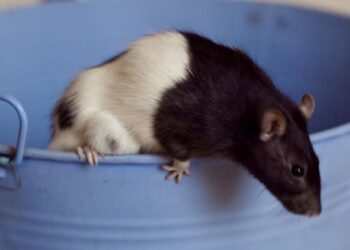 Quel bruit fait un rat ?