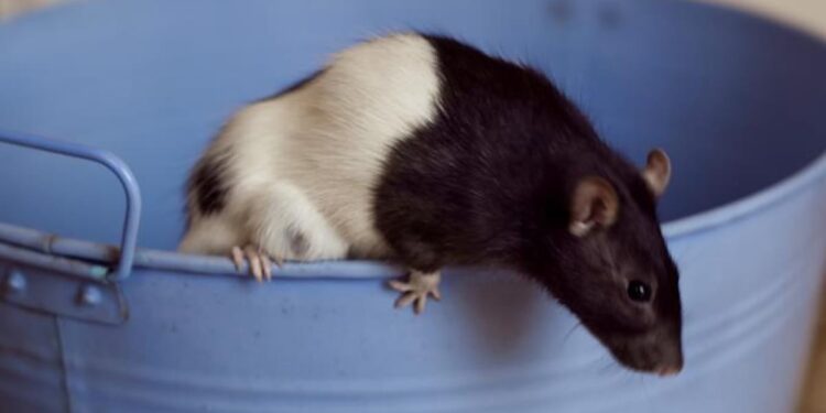 Quel bruit fait un rat ?