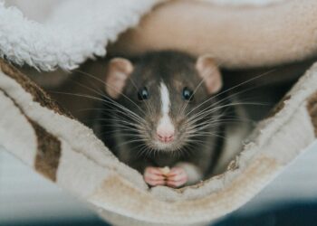 Quel bruit fait un rat ?