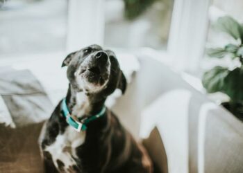 Quel bruit pour faire taire un chien ?