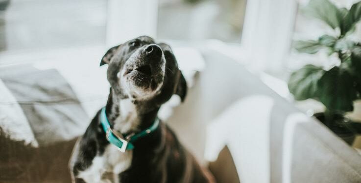 Quel bruit pour faire taire un chien ?