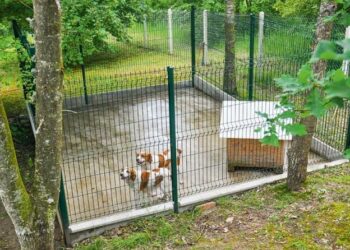 Quel budget pour ouvrir une pension canine ?