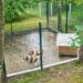 Quel budget pour ouvrir une pension canine ?