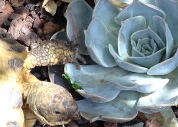 Quel cactus pour les tortues ?