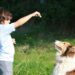 Quel calmant naturel pour chien ?