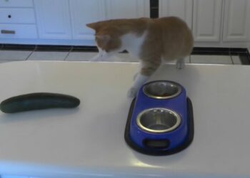 Quel calmant pour chat en voiture ?