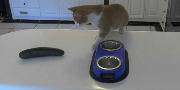 Quel calmant pour chat en voiture ?