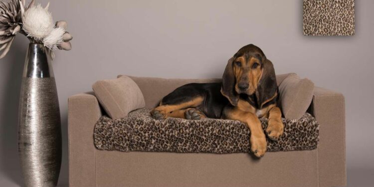 Quel canapé résistant aux griffes de chat ?