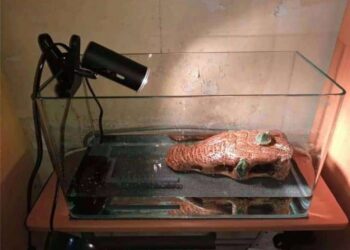 Quel chauffage pour ma tortue d'eau ?