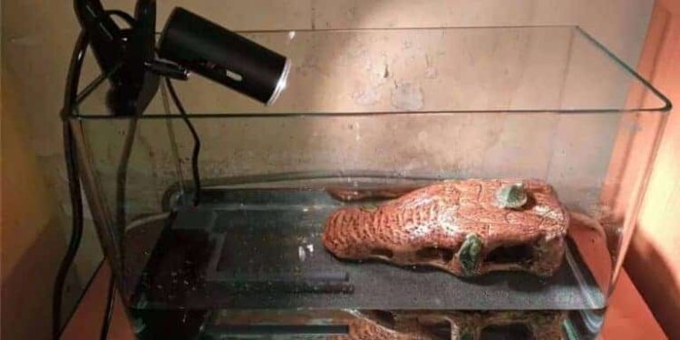 Quel chauffage pour ma tortue d'eau ?