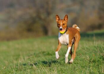 Quel chien a 60 ans ?