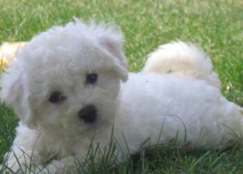 Quel chien a le meilleur caractère ?