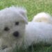 Quel chien a le meilleur caractère ?