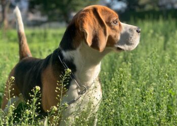 Quel chien a le meilleur caractère ?