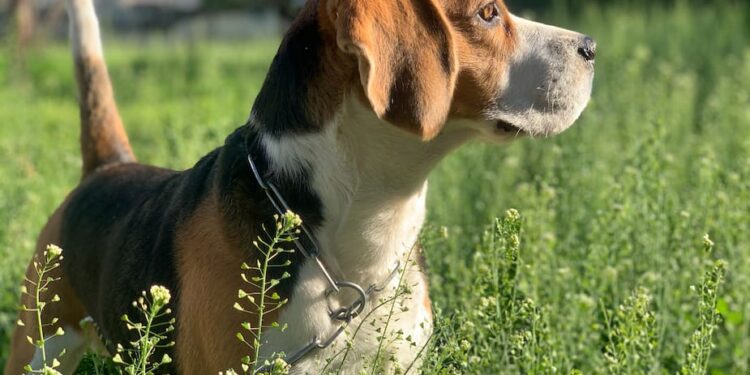 Quel chien a le meilleur caractère ?