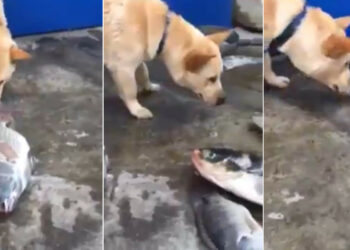 Quel chien a le meilleur caractère ?