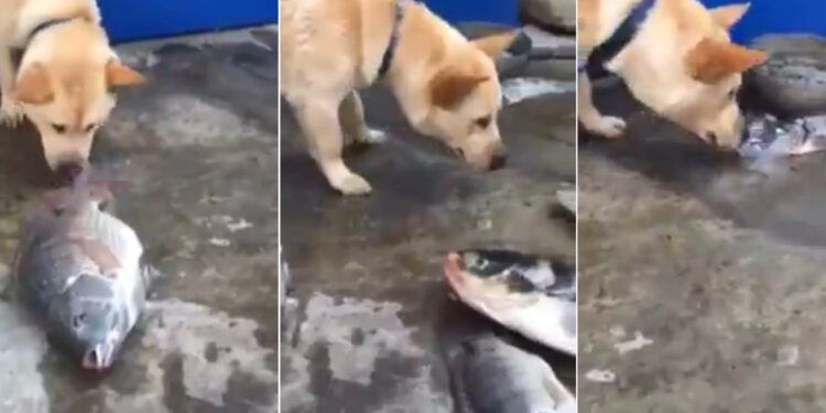 Quel chien a le meilleur caractère ?