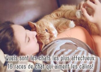 Quel chien a le meilleur caractère ?