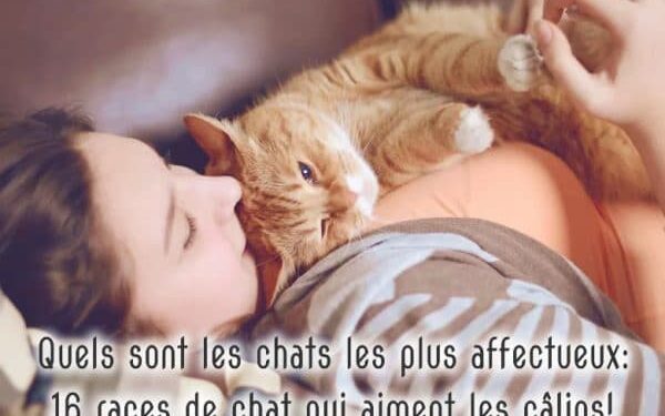 Quel chien a le meilleur caractère ?