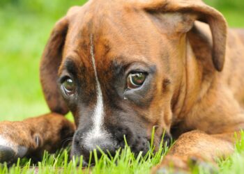 Quel chien a le meilleur caractère ?