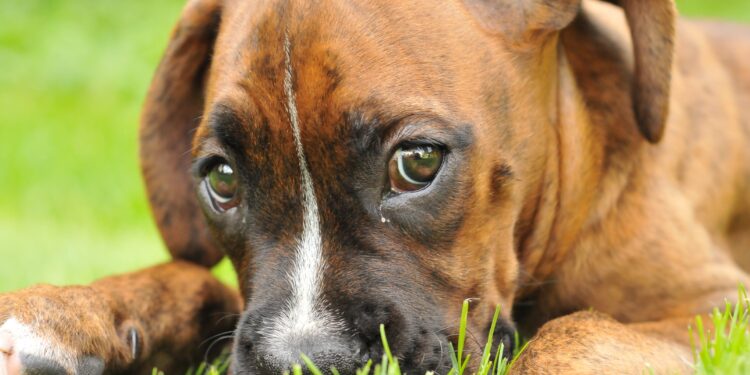 Quel chien a le meilleur caractère ?