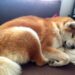 Quel chien calme en appartement ?